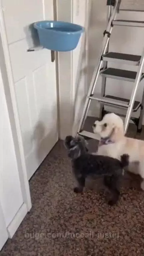 White dog spills water from a blue bowl onto a black dog, then wears the bowl on its head.
