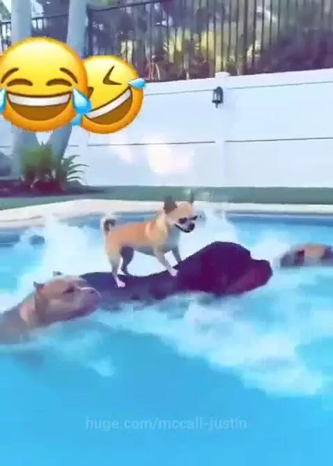 Four dogs, including a chihuahua, pit bull, Rottweiler, and Great Dane, jumping into a swimming pool.