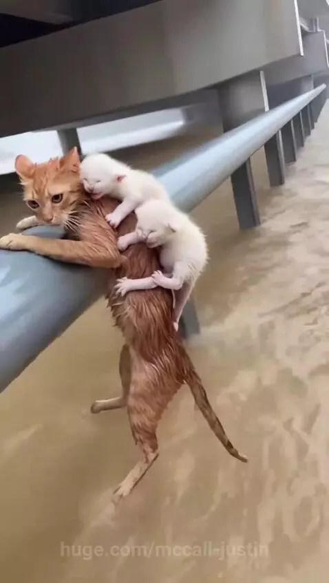 Rescuer in a boat holding an orange mother cat with two white kittens clinging to her back, after saving them from floodwaters.