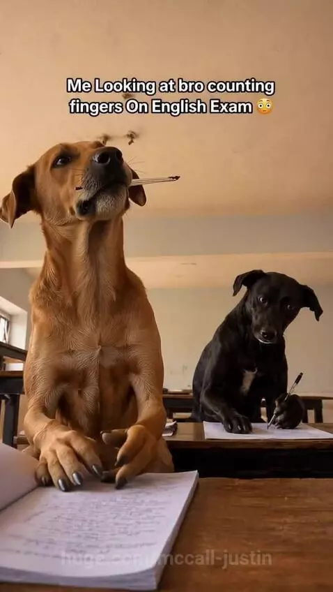 Brown dog with pen in mouth counts on fingers, black dog writes diligently in a classroom exam setting.