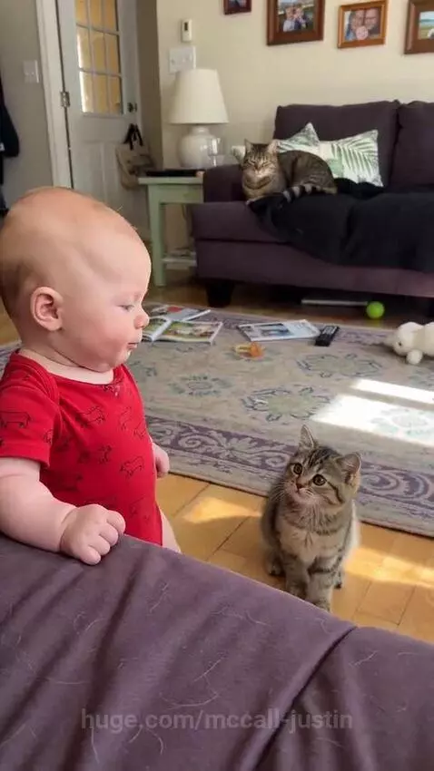 Baby in red onesie looking at a kitten, with an adult cat nearby.