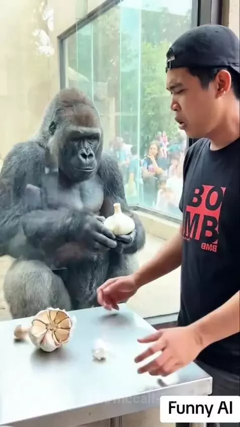 A gorilla watches a man peel garlic and then tries to mimic the action with its own bulb.