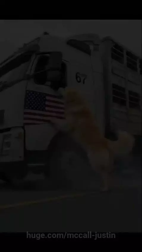 Golden retriever dog and a man in a police uniform with rescued sheep, a burning truck in the background.