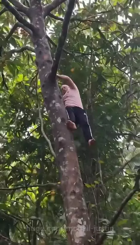 Man in pink shirt falls from tall tree, landing on banana leaves with fruit in hand.