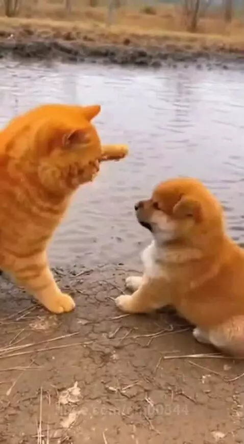 Cat fight small dog and big dog defend by gm00844