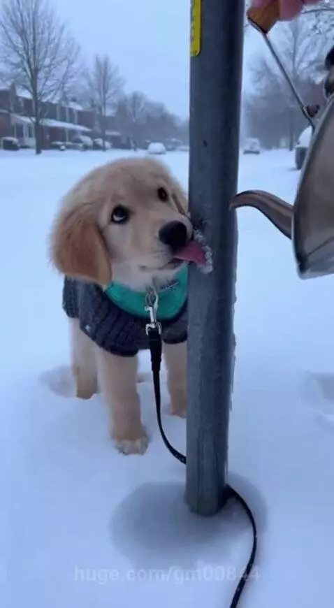 Dog freeze the tongue by gm00844