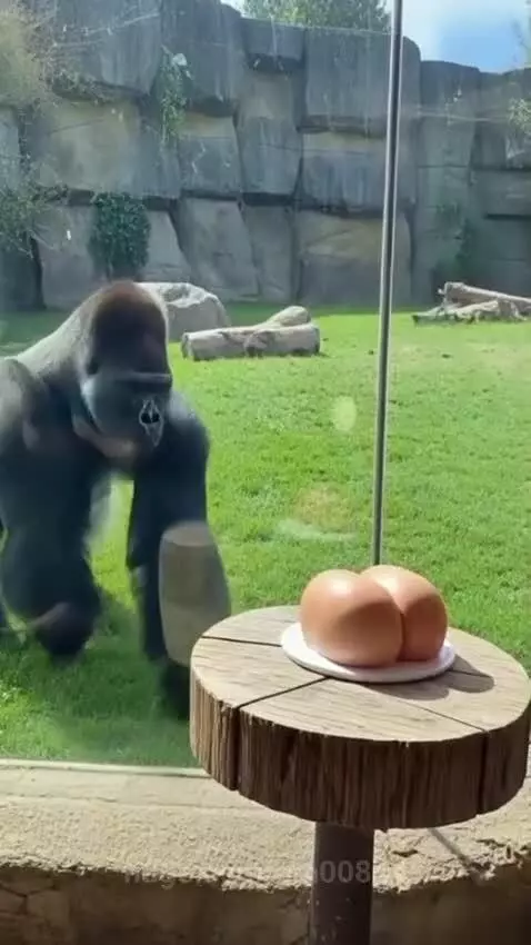 Epic gorilla cake prank on my friend by gm00844