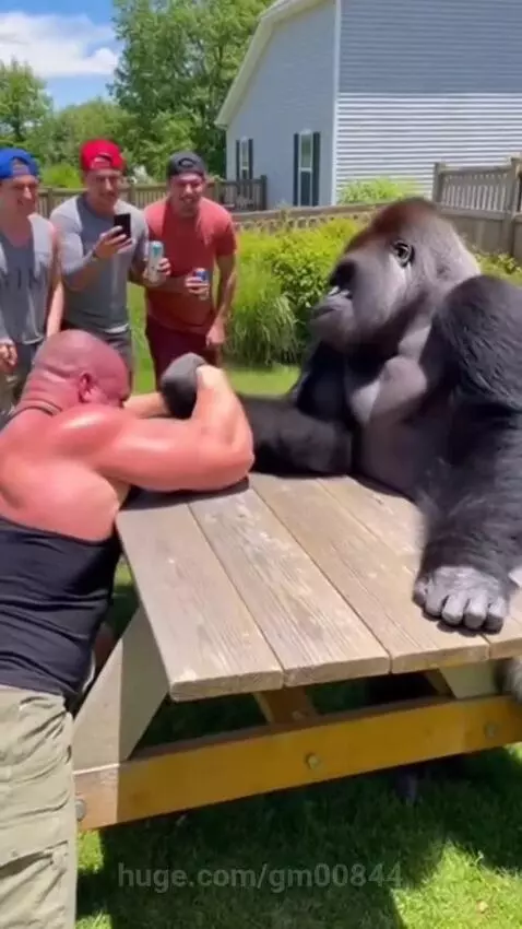 Man challenge to Gorilla 🦍 by gm00844