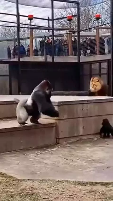 Lion 🦁 enter in Gorilla 🦍 house by gm00844
