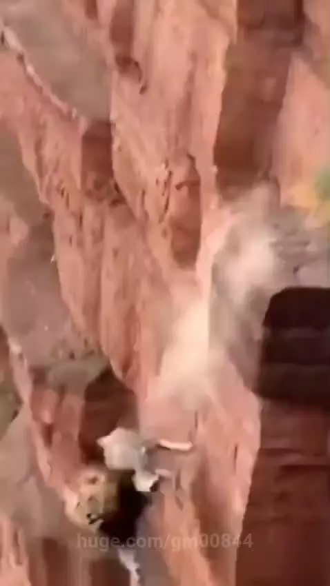 Goat 🐐 take revenge to the lion 🦁 by gm00844