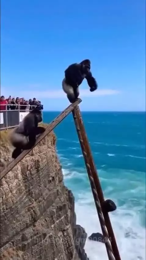 Fearless Gorilla 🦍 by gm00844