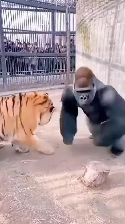 A silverback gorilla standing over a stunned Bengal tiger lying on its back in a zoo enclosure.