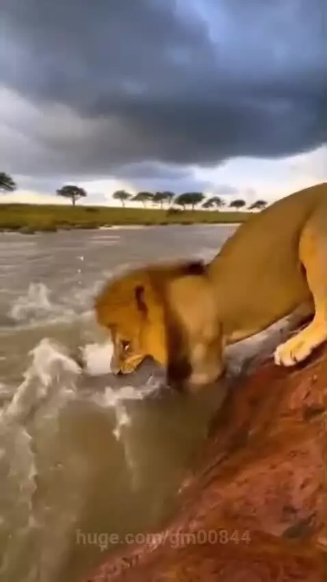 A lion with a full mane on a riverbank lunges into the water and catches a small fish in its mouth.