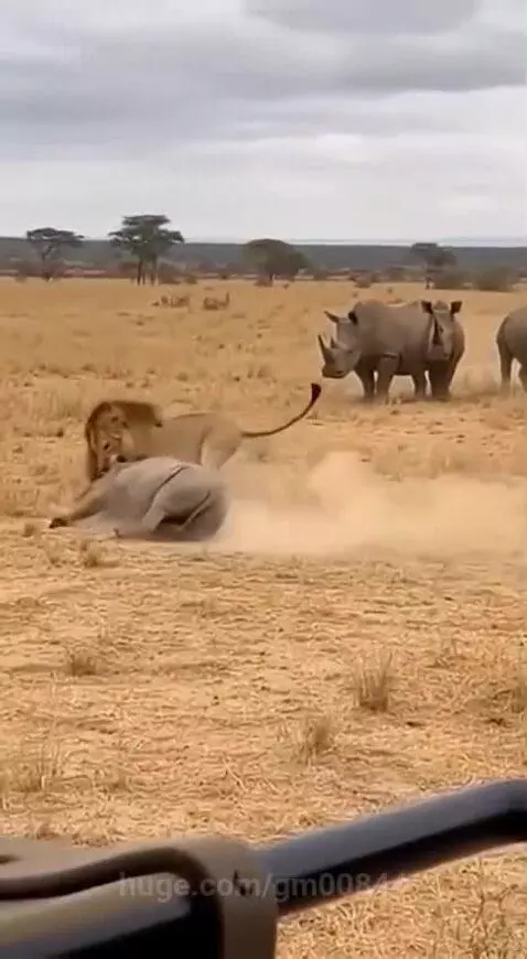 A lion attacking a baby rhinoceros on a dry savanna as two adult rhinos watch in the background.