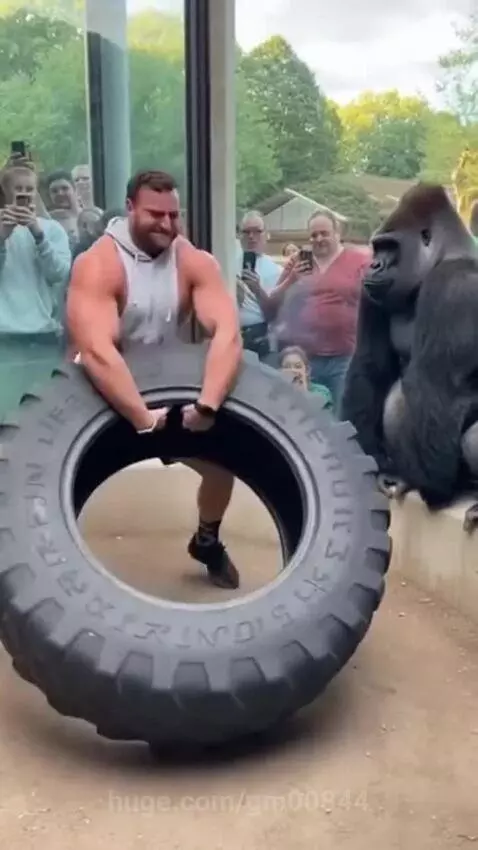 Muscular man attempts to flip a tire, while a gorilla watches nearby, then effortlessly flips it.