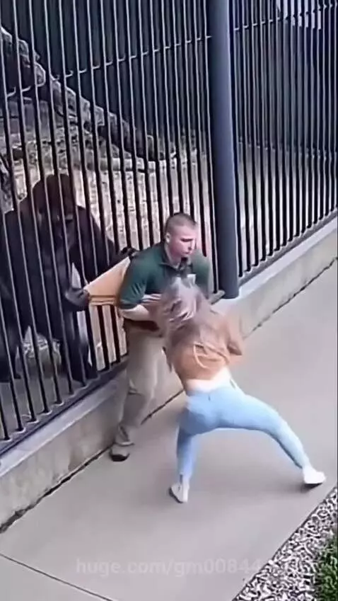 Gorilla pulling a woman in a brown top and blue pants through zoo enclosure bars while a man tries to pull her back.