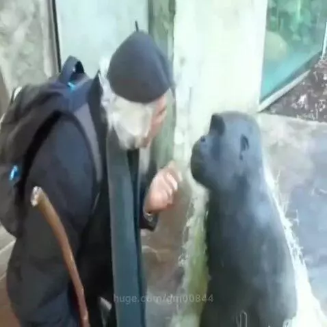 Man with white hair and cap gestures towards a gorilla sitting calmly on straw in a zoo enclosure.