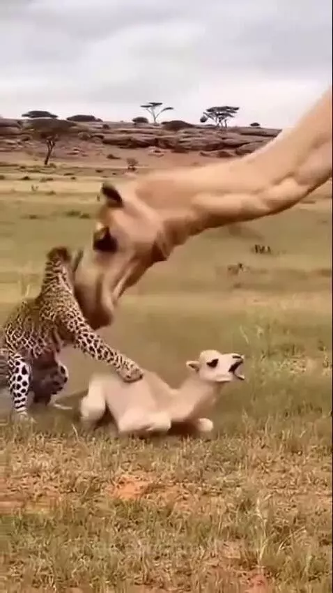 A mother camel headbutting a leopard away from its baby camel.