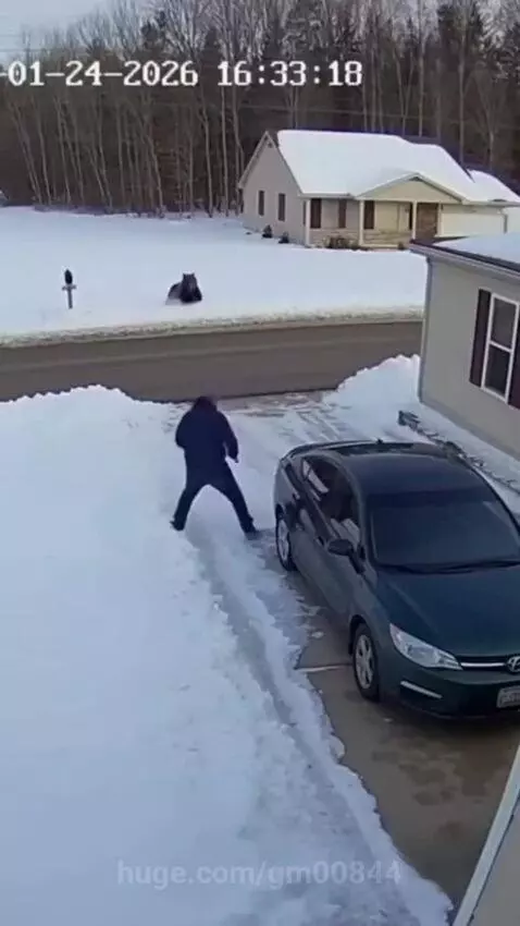 Man in car with bear standing on hind legs next to the vehicle in a snowy driveway.