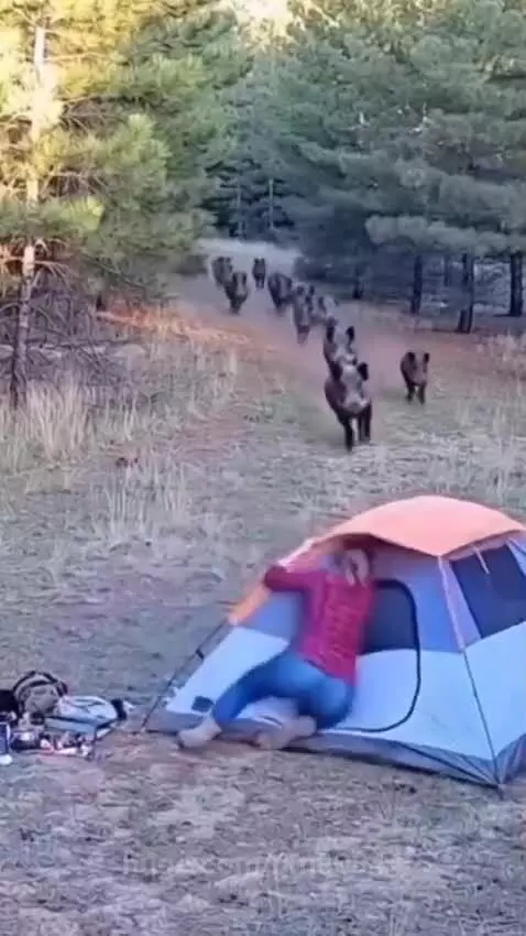 Woman camping in a forest clearing as a herd of wild boars charges towards her tent.