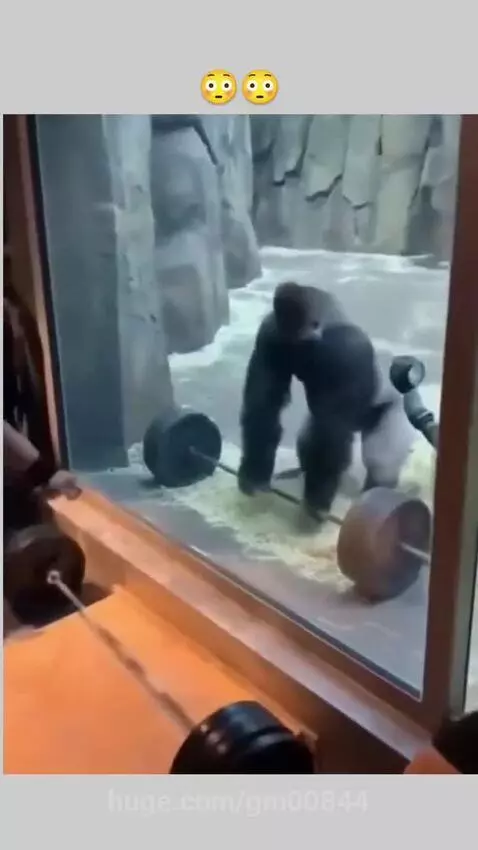 A gorilla in an enclosure lifts a barbell overhead, mimicking a man's weightlifting exercise.