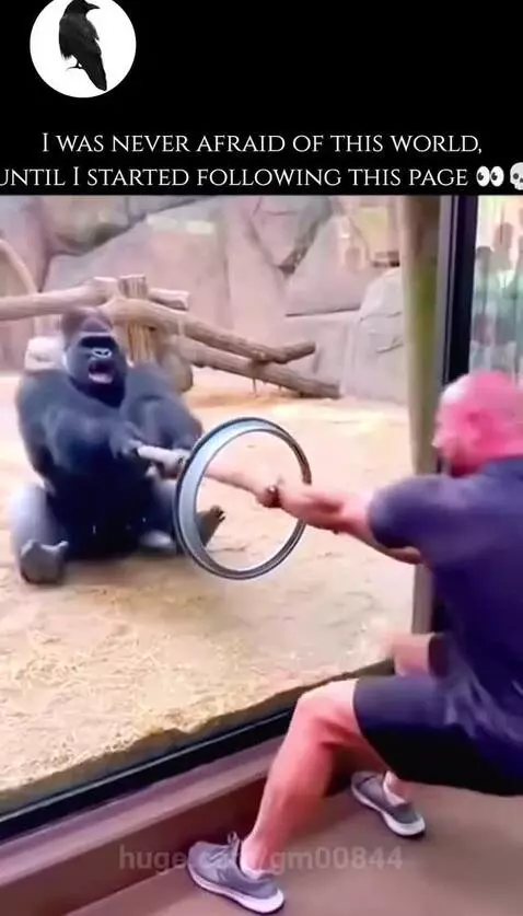 Gorilla vs man by gm00844