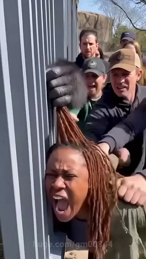 A woman screams as a gorilla hand pulls her dreadlocks through a metal fence, before scissors cut her free.
