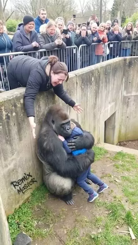 A large gorilla sits with a young child in its arms inside a zoo enclosure, with onlookers watching.