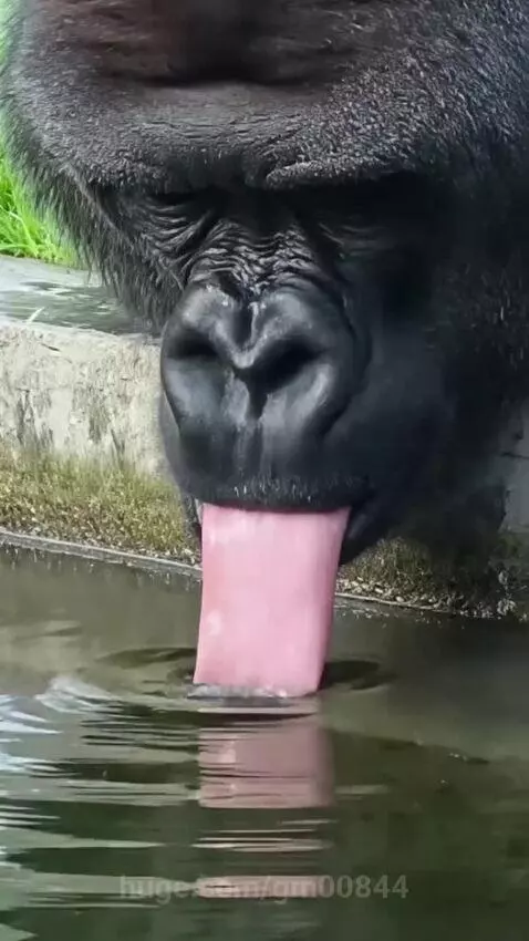 Gorilla yelping in surprise as a turtle bites its tongue emerging from water.