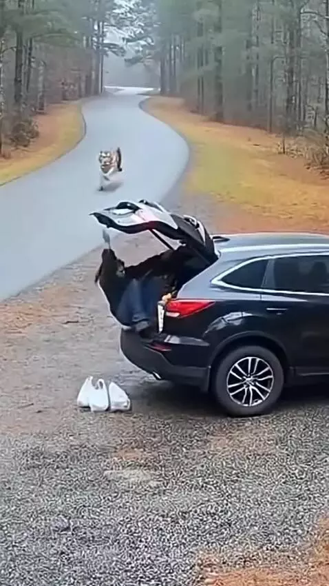 Woman loading groceries into SUV trunk as a tiger approaches rapidly.
