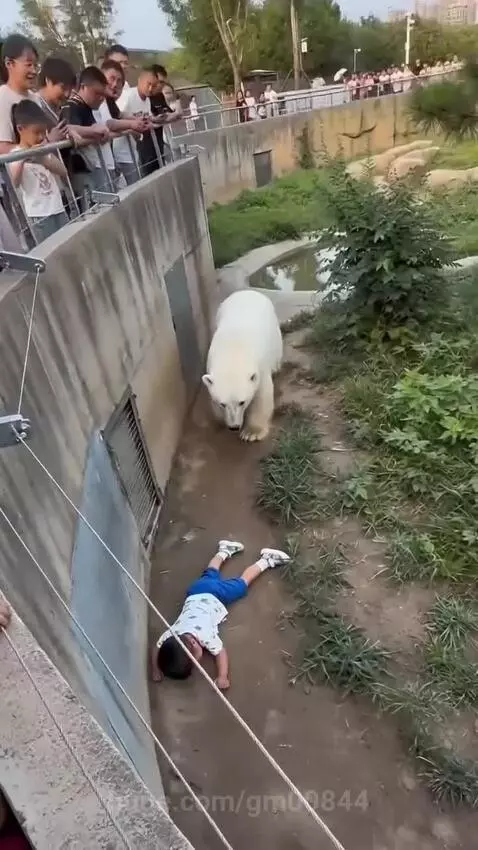 A child is pulled to safety from a polar bear enclosure by a man.