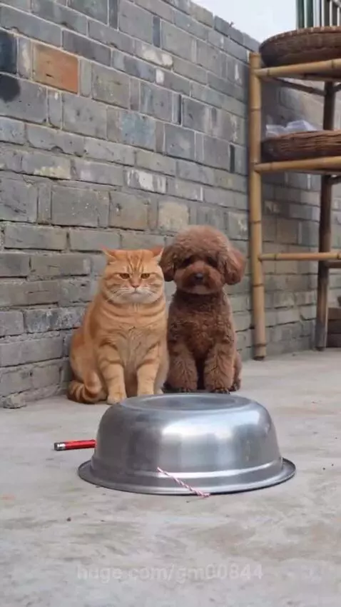 Orange cat watches as a poodle's fur turns black and spiky after a firecracker explodes under a metal bowl.