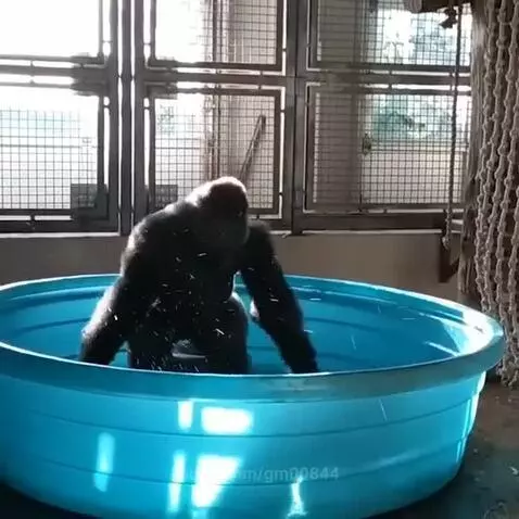 A large gorilla joyfully splashing water while playing in a blue kiddie pool.