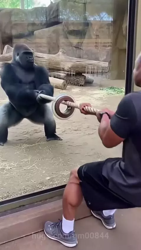 Silverback gorilla and a man pulling a rope in a tug-of-war through a glass barrier.
