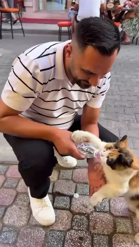 Man in striped shirt crouches, offering a water bottle to a calico cat standing on hind legs to drink.