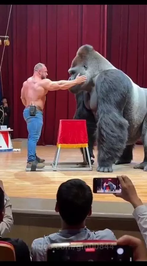 Shirtless man on stage with a gorilla, the gorilla playfully pushes the man.