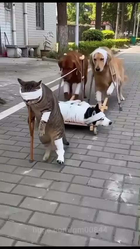 Injured tabby cat on crutches pulls a cart with a bandaged husky, followed by two bandaged dogs on crutches.