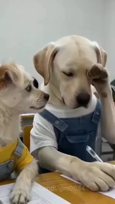 Two dogs wearing overalls and sitting at school desks with pens, appearing to write.