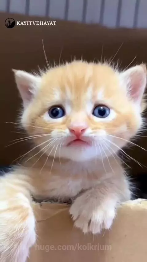 Animal sounds by kolkrium