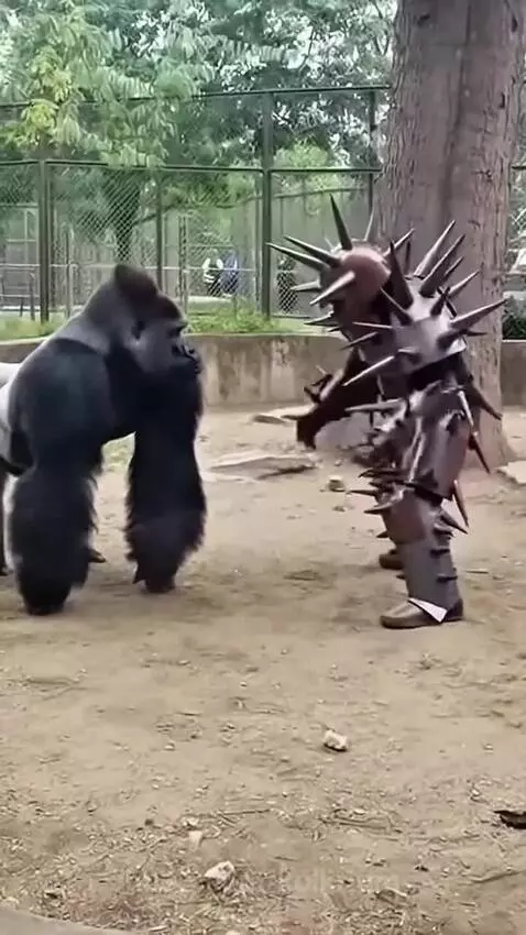 Man shielded with gorilla 🦍 by kolkrium
