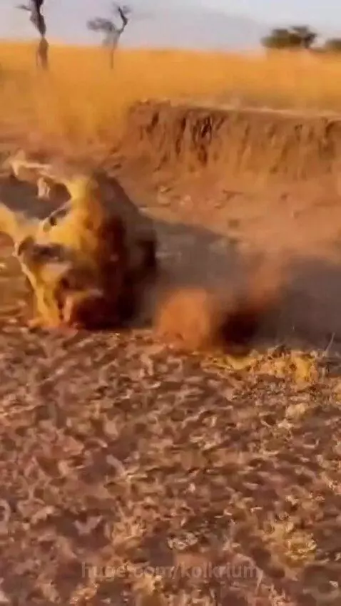 A majestic male lion with a full mane lies down, then roars aggressively before rolling playfully on the dusty savanna.