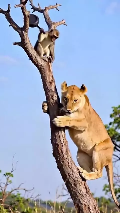 Monkey on a tree branch hitting a climbing lioness on the head with a frying pan.