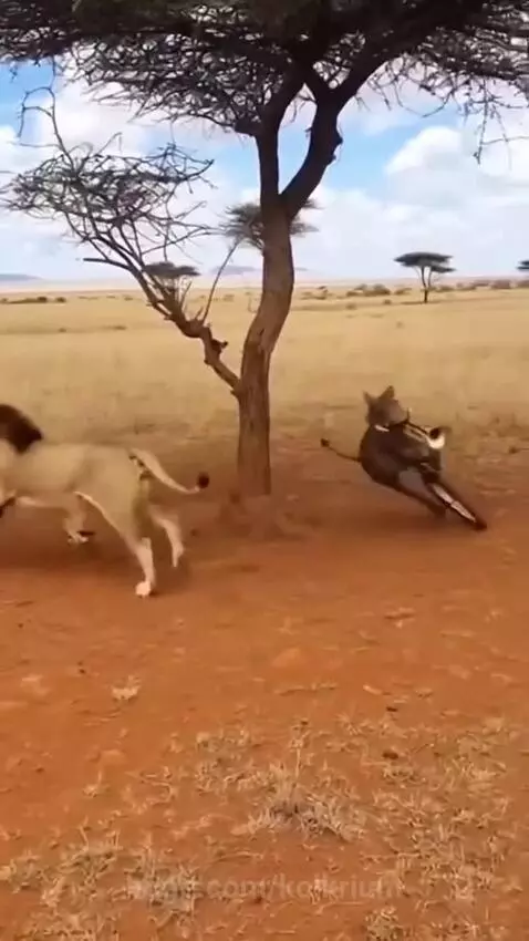 A warthog comically interacting with lions in a savanna, with one lion falling into water.