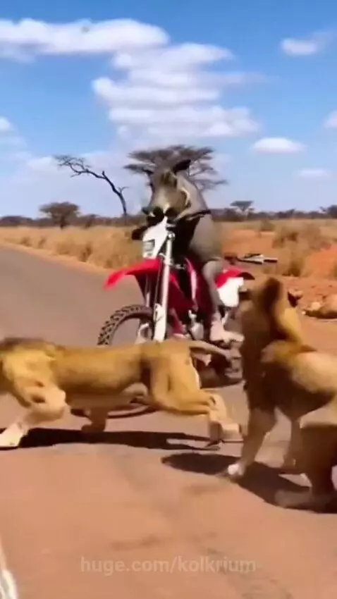 Warthog on a dirt bike crashing near a group of lions on a savanna road.