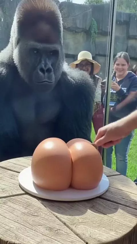 Gorilla banging on glass enclosure after seeing a butt-shaped cake, with other primates nearby.