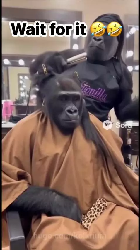 Gorilla in a salon chair with a cape, reacting dramatically to a haircut from another gorilla stylist.