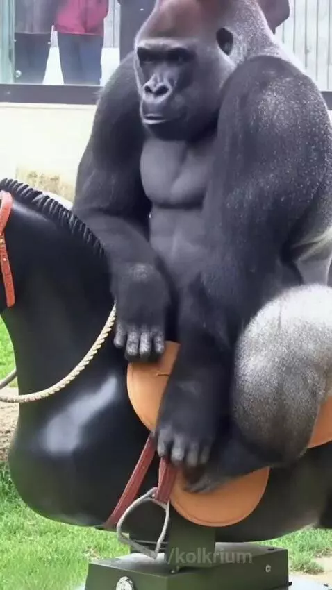 A large gorilla sits and rides a black mechanical horse with a brown saddle and red bridle, making laughing sounds.