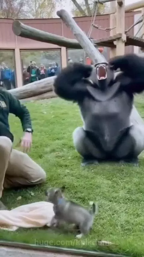 Zookeeper reveals a small dog to a surprised gorilla in a grassy enclosure.