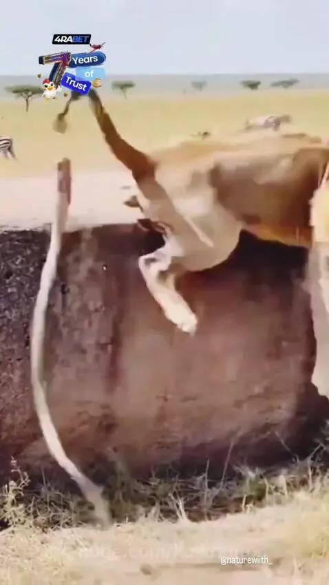 A male lion with a mane roars aggressively at a snake that has just struck its tail.