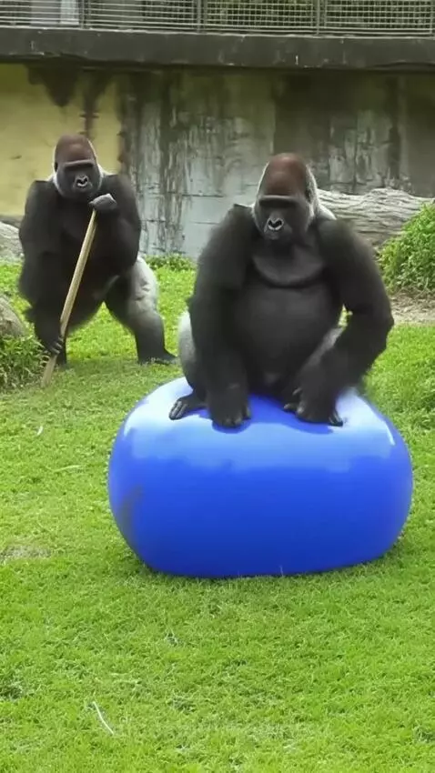 Gorilla falling backward onto grass after a large blue inflatable ball bursts.